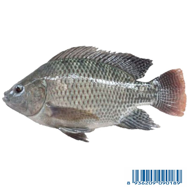 Cá Rô Phi Đen - Nile Tilapia