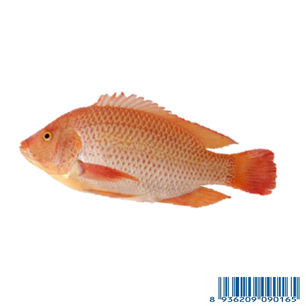 Cá Điêu Hồng - Red Tilapia