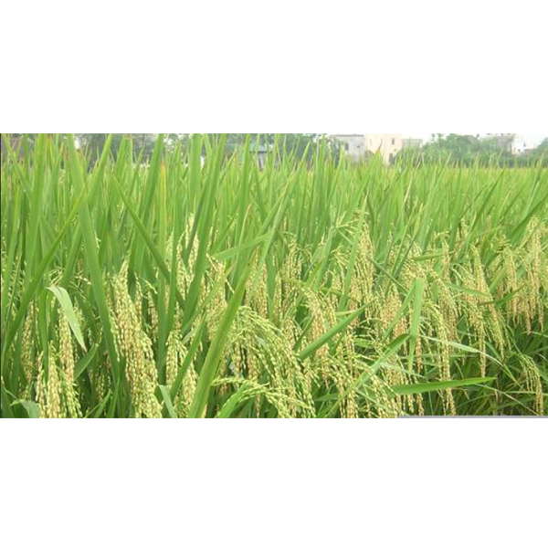 Lúa Nếp (Glutinous Paddy)