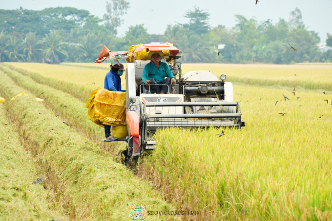 Trong sản xuất cánh đồng lớn ở Đồng Tháp, cơ giới hóa khâu làm đất và thu hoạch đạt 100%. Ảnh: Lê Hoàng Vũ.