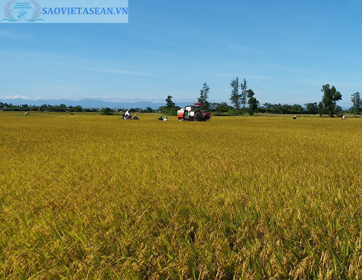 kỹ thuật trồng và chăm sóc cây lúa