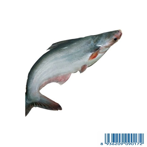 Cá Da Trơn - Striped Catfish