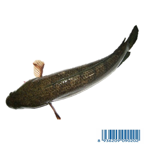 Cá Lóc - SnakeHead Murrel