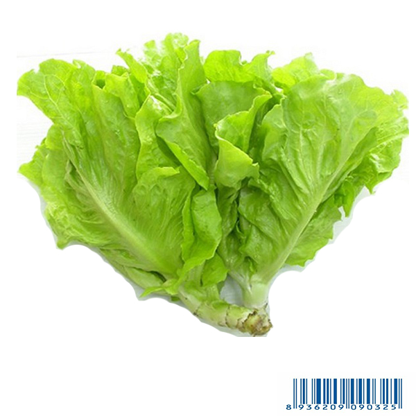 Sà Lách - Lettuce