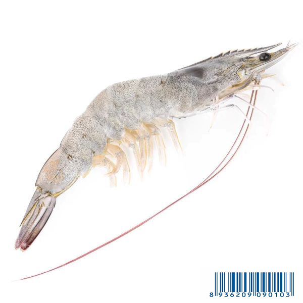 Tôm Thẻ - White leg shrimp